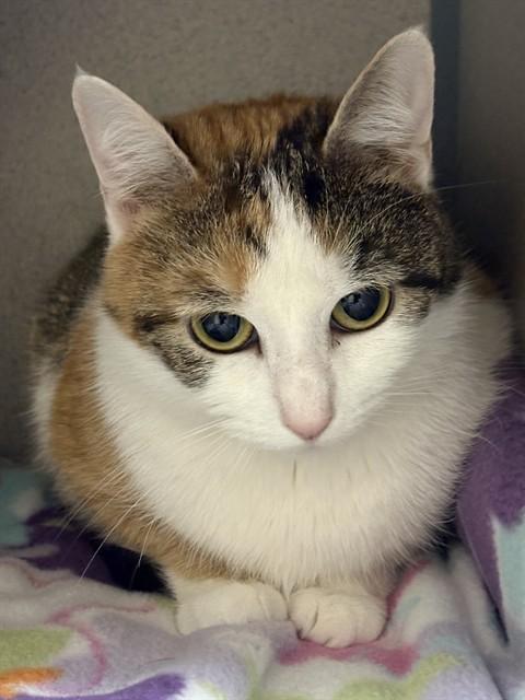 LITTY GIRL, Adoptable, Adult Female Domestic Short Hair.