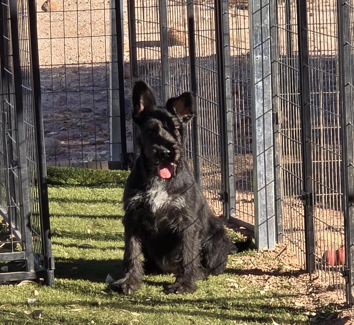 Enlarge Neal, a ADOPTABLE mixed breed in Apache Junction, AZ image 5/6