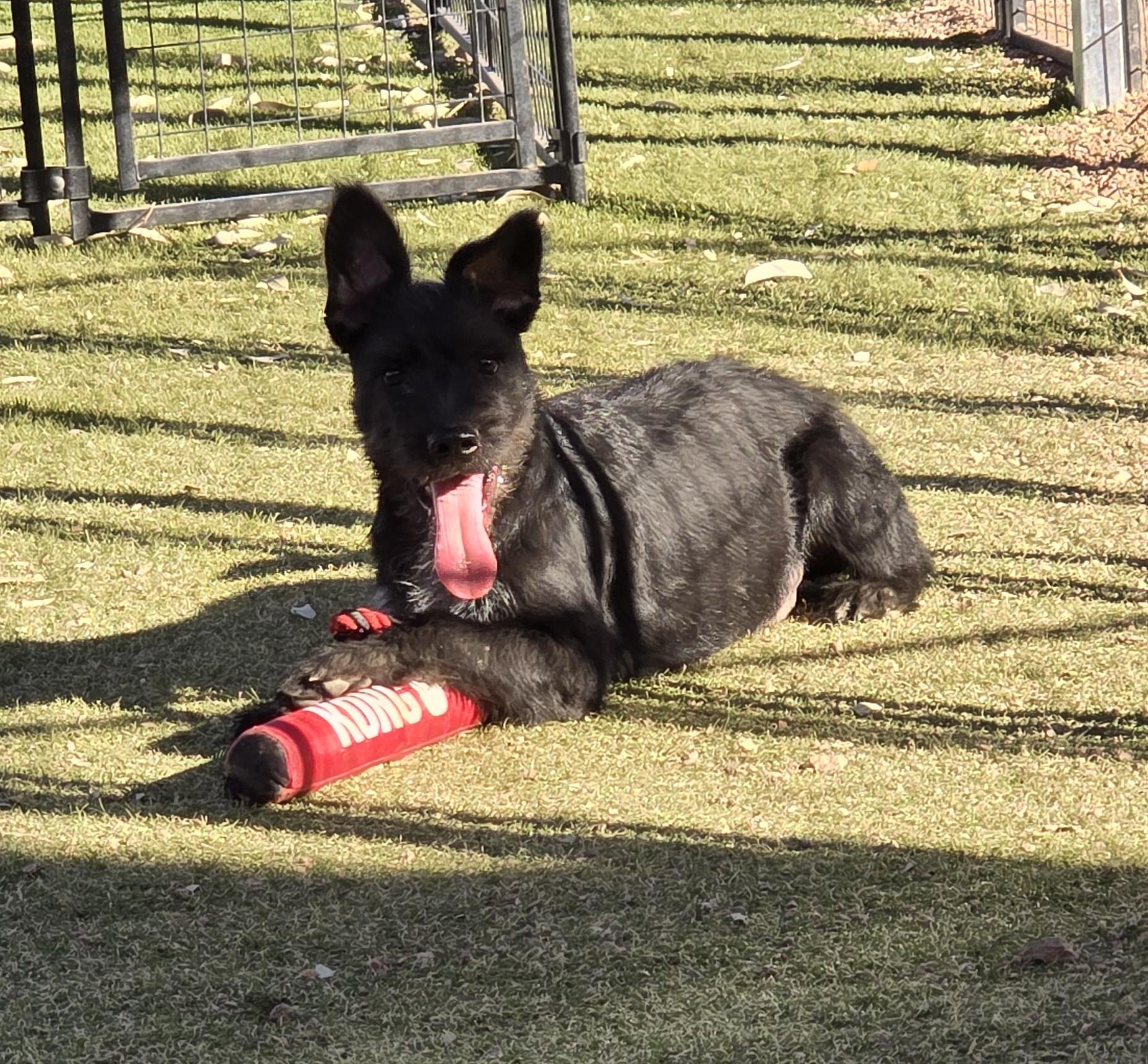 Enlarge Neal, a ADOPTABLE mixed breed in Apache Junction, AZ image 4/6
