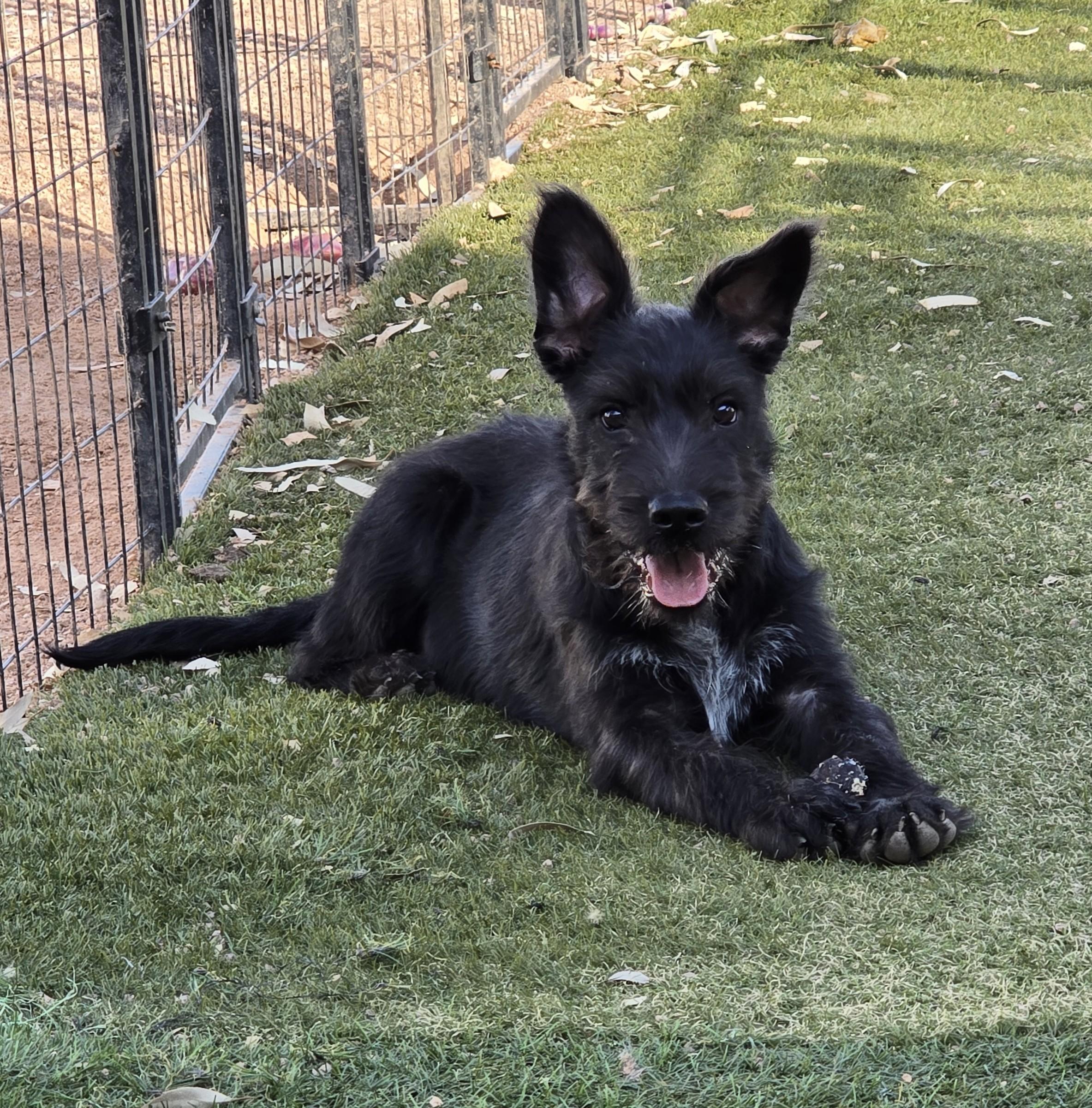 Neal, ADOPTABLE, Puppy Male German Shepherd Dog & Terrier.