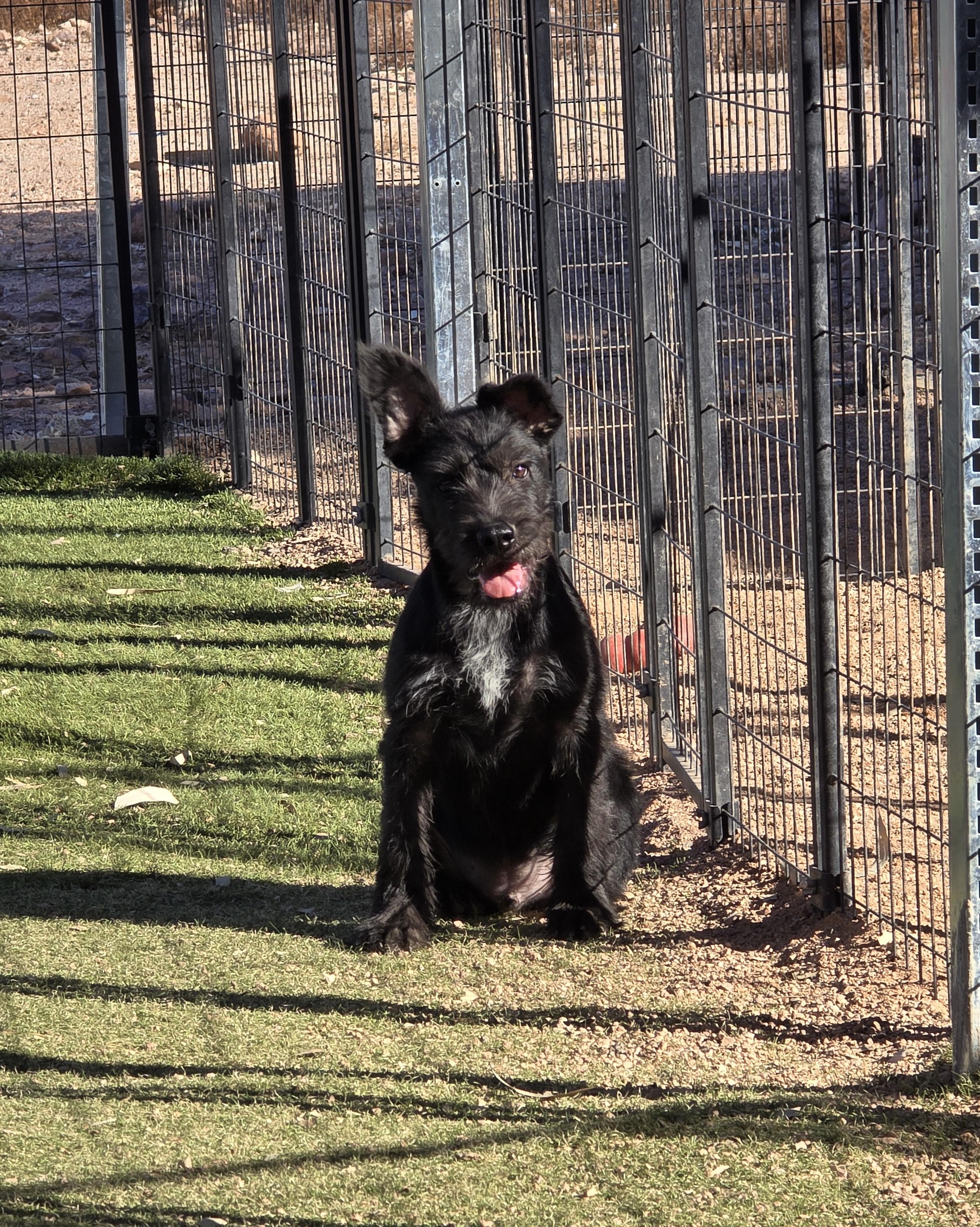 Enlarge Neal, a ADOPTABLE mixed breed in Apache Junction, AZ image 2/6