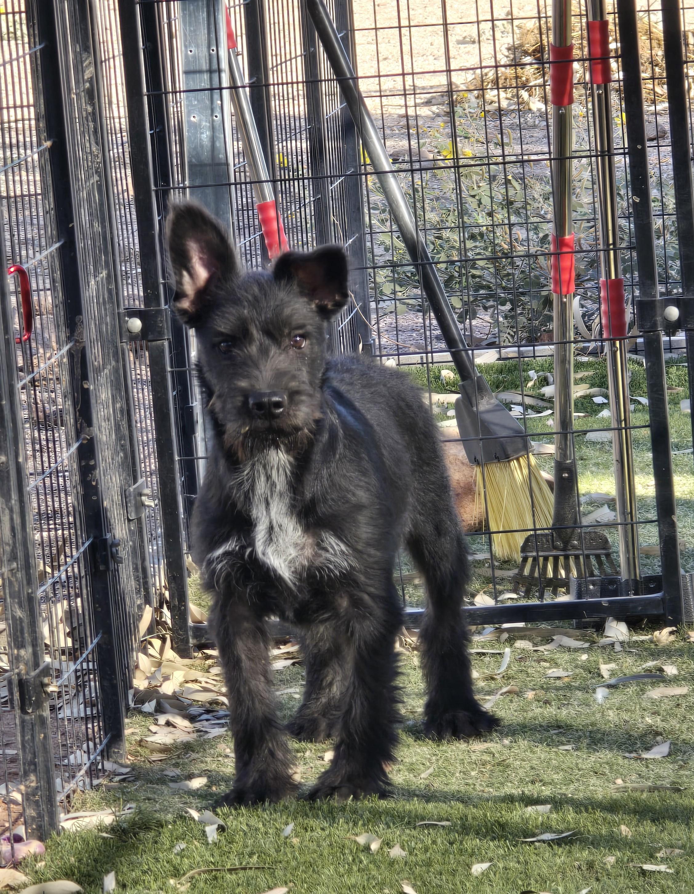 Enlarge Neal, a ADOPTABLE mixed breed in Apache Junction, AZ image 6/6