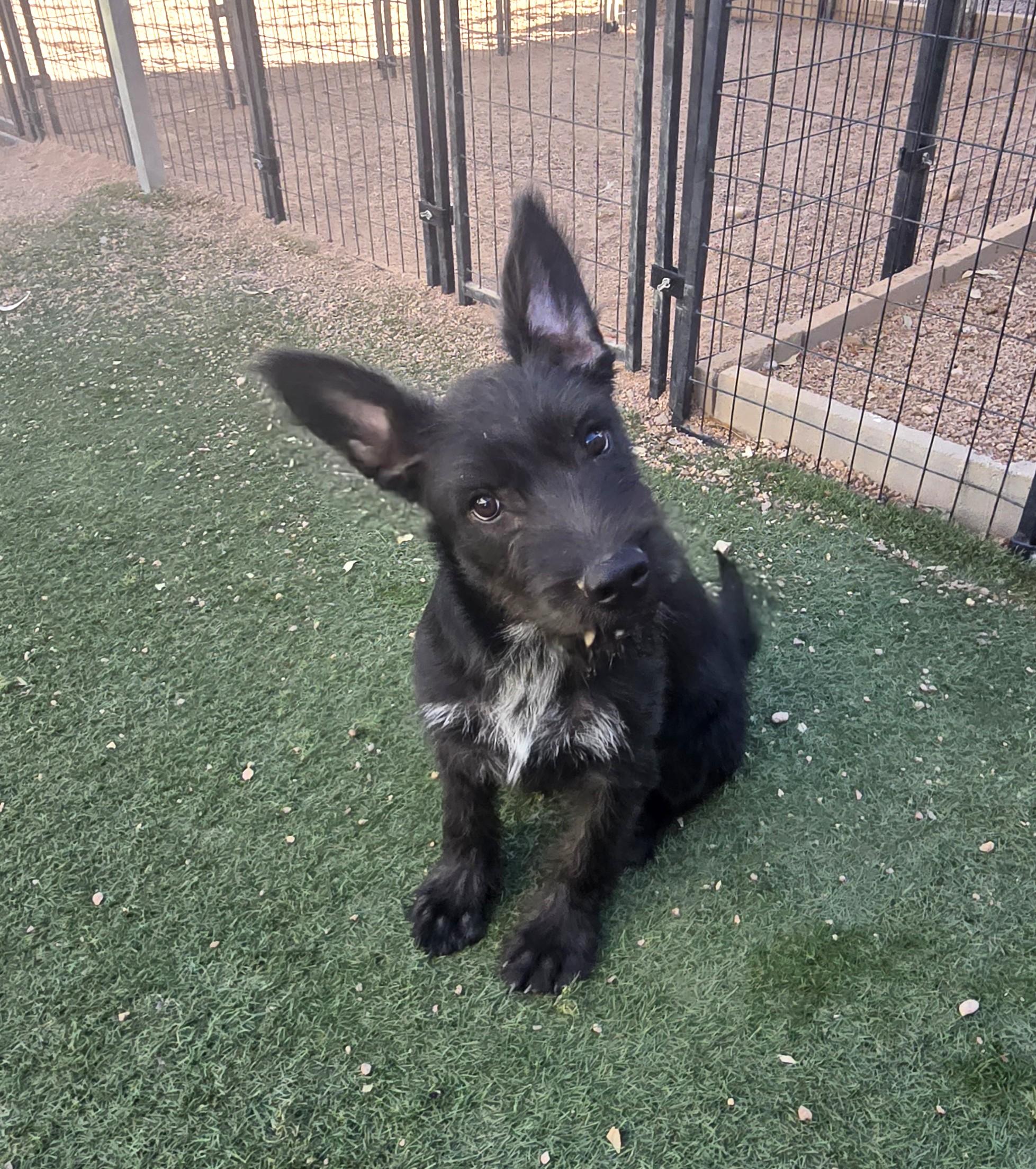 Enlarge Neal, a ADOPTABLE mixed breed in Apache Junction, AZ image 3/6