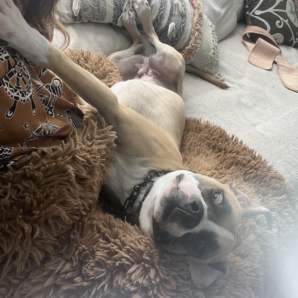 Apache Kid — thumbnail 2