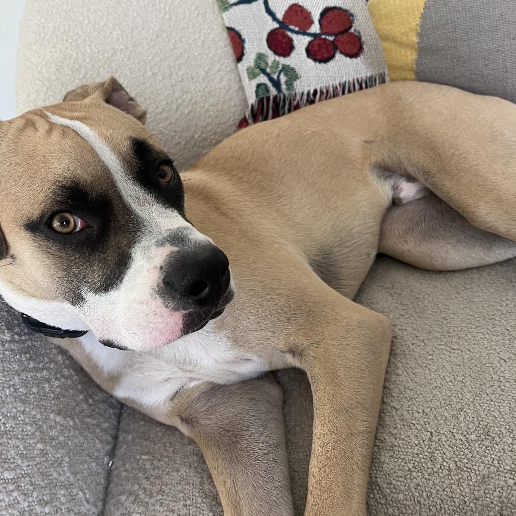 Apache Kid — thumbnail 3