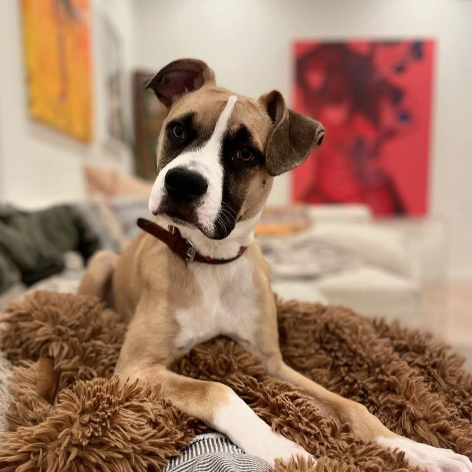 Apache Kid — thumbnail 6