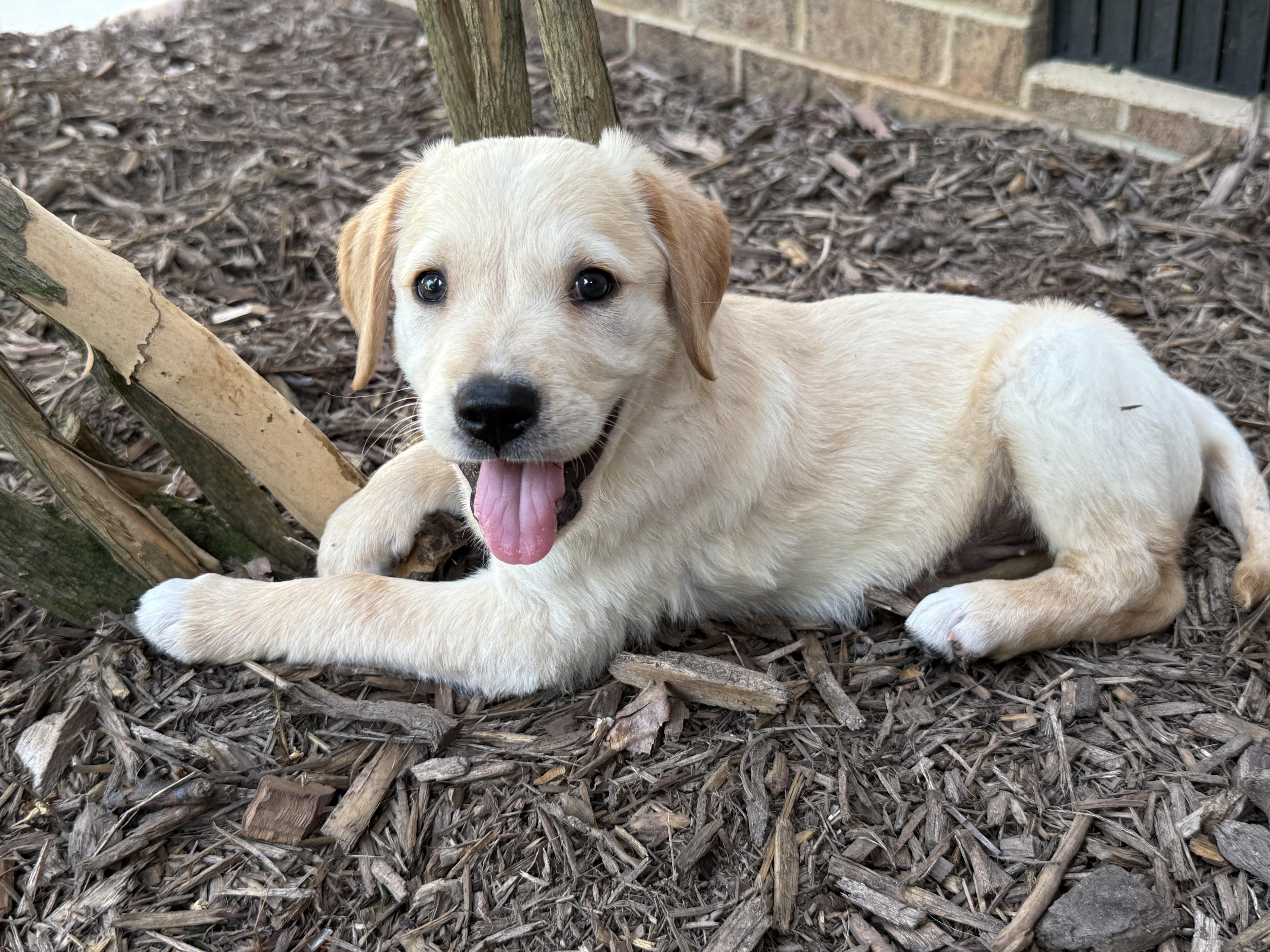 Enlarge Sparky, an adopted mixed breed in Concord, NC image 1/6