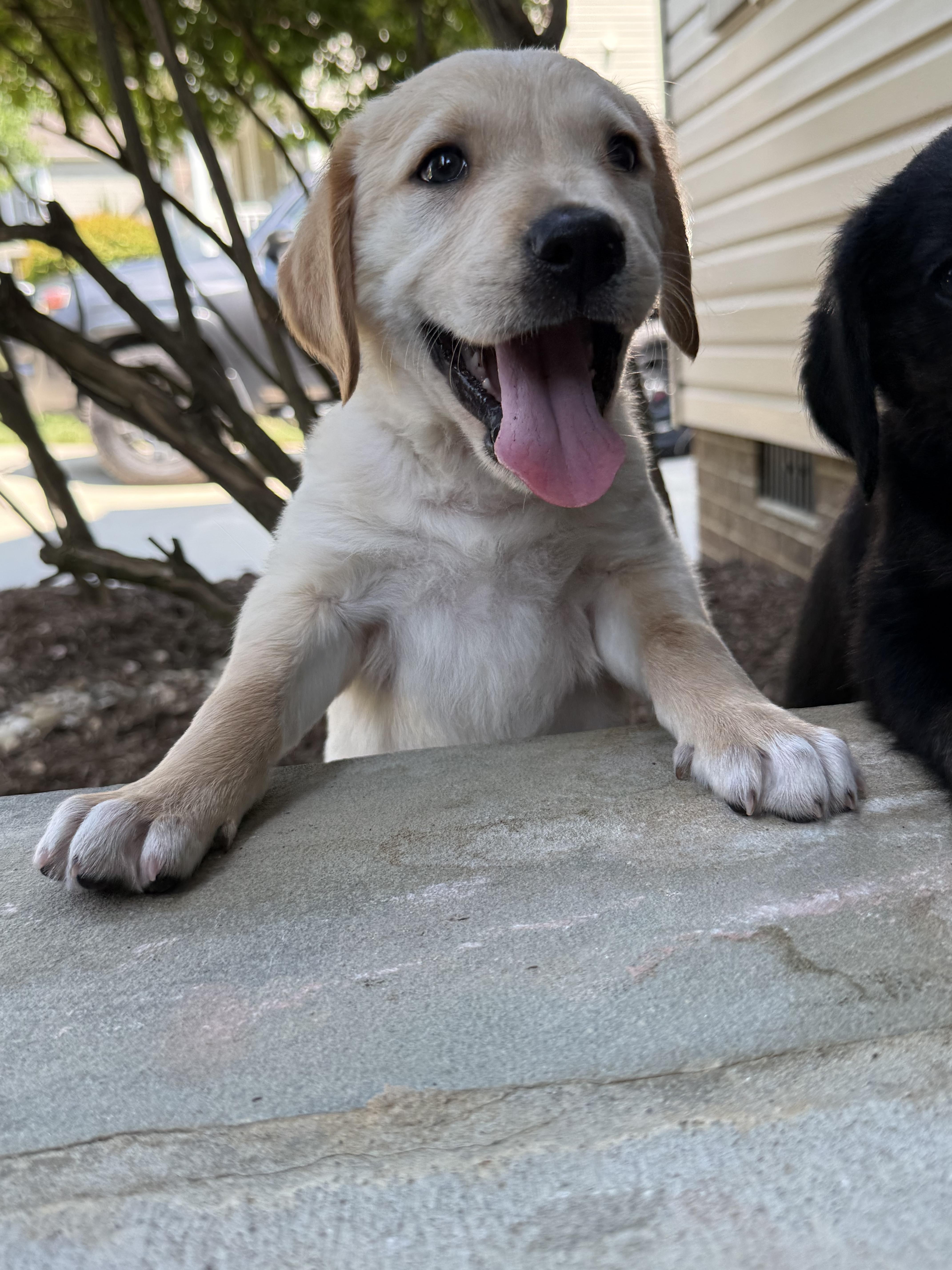 Enlarge Sparky, an adopted mixed breed in Concord, NC image 5/6