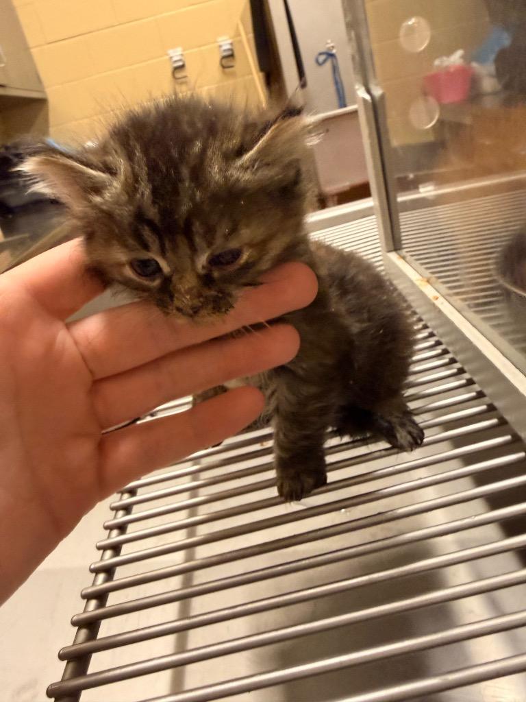 Moley, Adoptable, Kitten Female Domestic Long Hair.