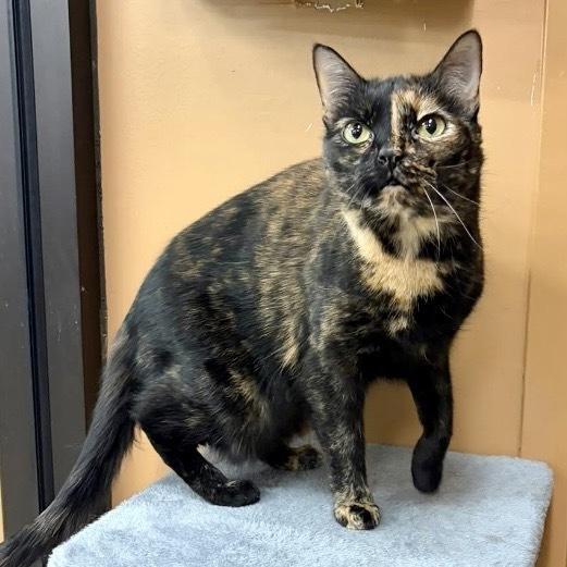 Enlarge Cammie - (Laurens Rd. Petsmart), a Adoptable Domestic Short Hair in Greenville, SC image 1/3