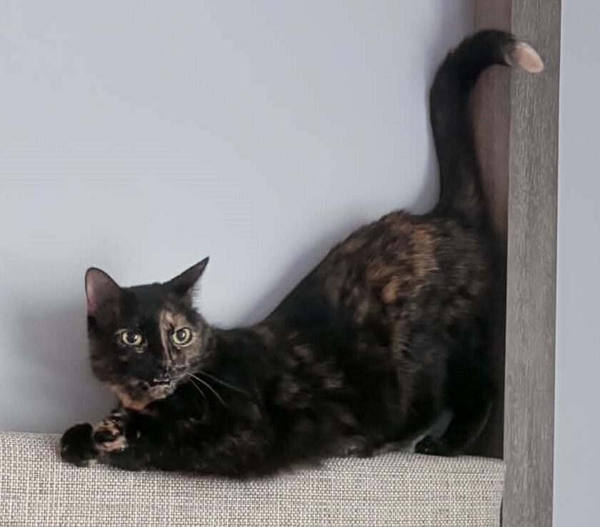 Enlarge Cammie - (Laurens Rd. Petsmart), a Adoptable Domestic Short Hair in Greenville, SC image 2/3