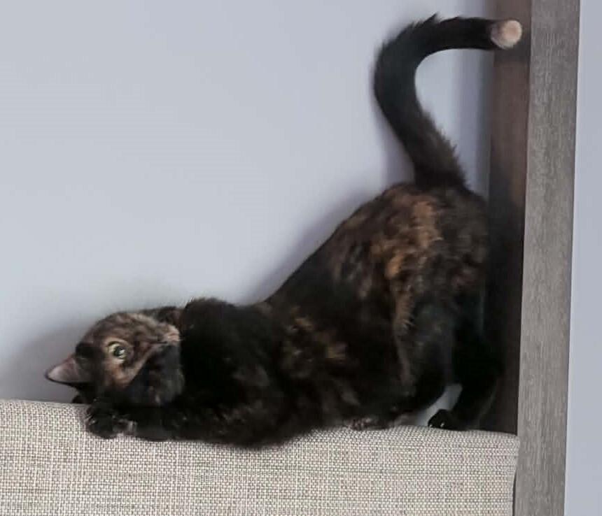 Enlarge Cammie - (Laurens Rd. Petsmart), a Adoptable Domestic Short Hair in Greenville, SC image 3/3