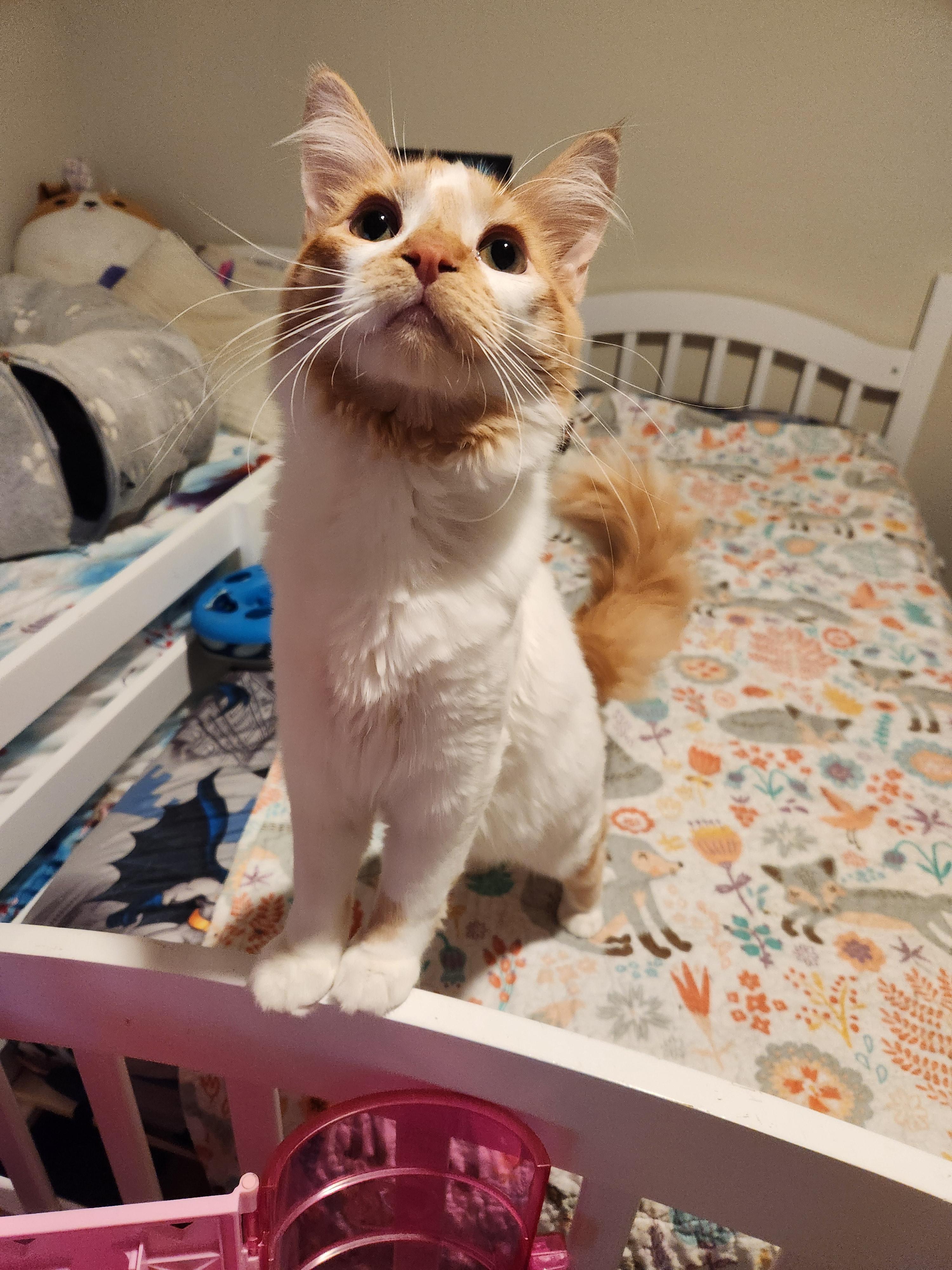 Spongebob, Adoptable, Adult Male Domestic Long Hair.