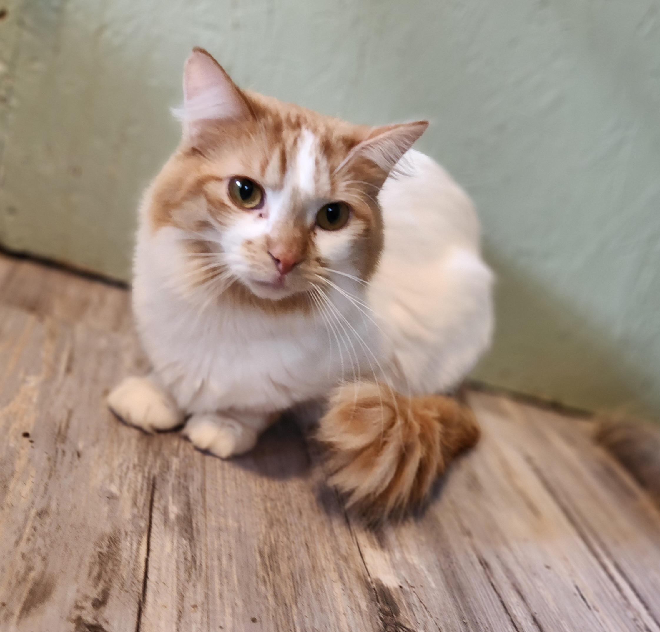 Spongebob, a Adoptable Domestic Long Hair in Springtown, TX image 2/2