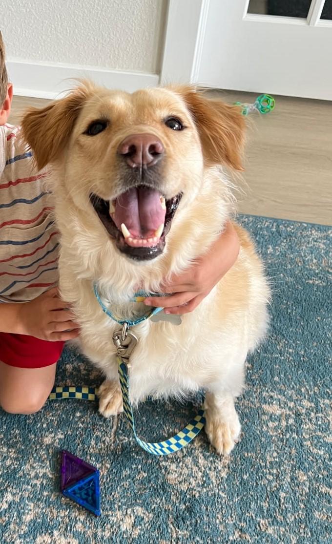 Mila, a Adopted mixed breed in Virginia Beach, VA image 6/6