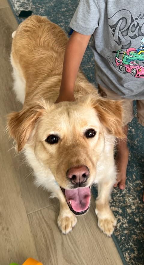 Mila, a Adopted mixed breed in Virginia Beach, VA image 4/6