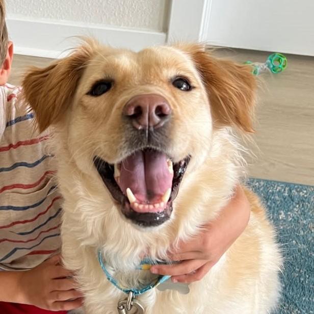 Mila, a Adopted mixed breed in Virginia Beach, VA image 1/6