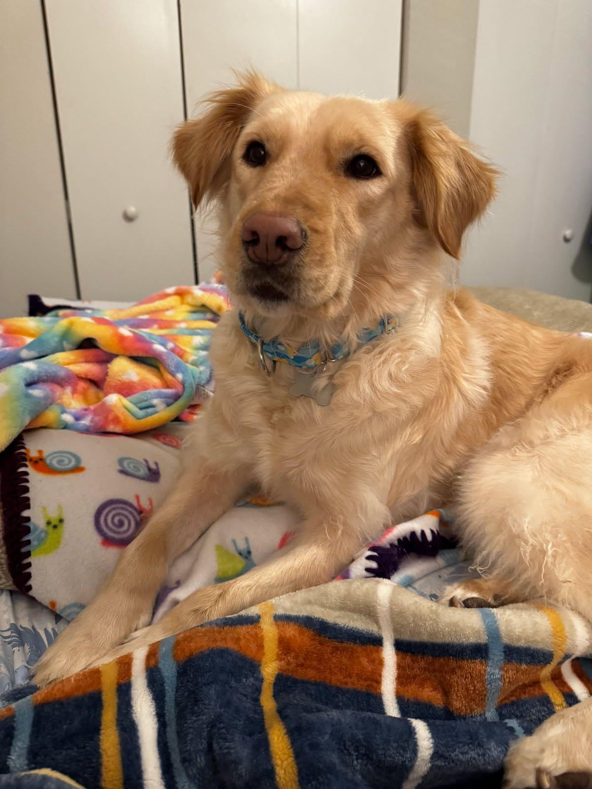 Mila, a Adopted mixed breed in Virginia Beach, VA image 5/6