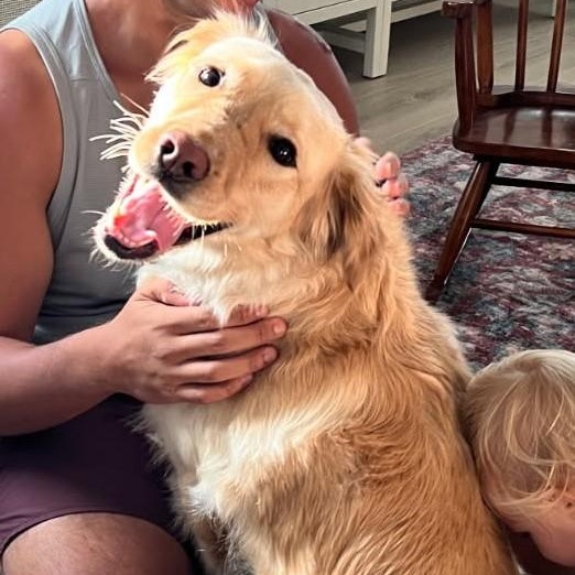 Mila, Adopted, Adult Female Golden Retriever.