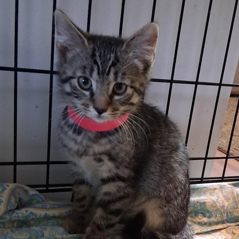 Wickit, Adoptable, Kitten Male Domestic Short Hair.