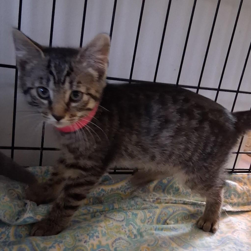 Wickit, a Adoptable Domestic Short Hair in Avon, NY image 2/2