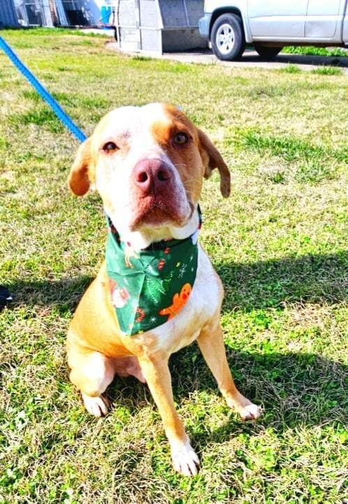 Tony, a Adopted Mixed Breed in New Iberia, LA image 1/2