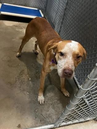 Tony, a Adopted Mixed Breed in New Iberia, LA image 2/2