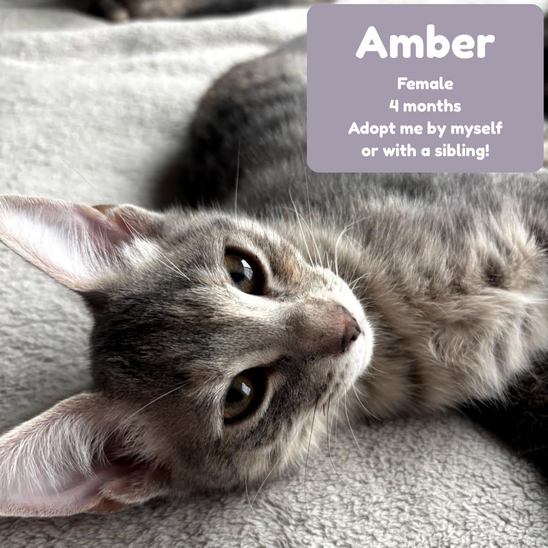 Enlarge Amber, an adopted Tabby in Huntington Beach, CA image 1/1