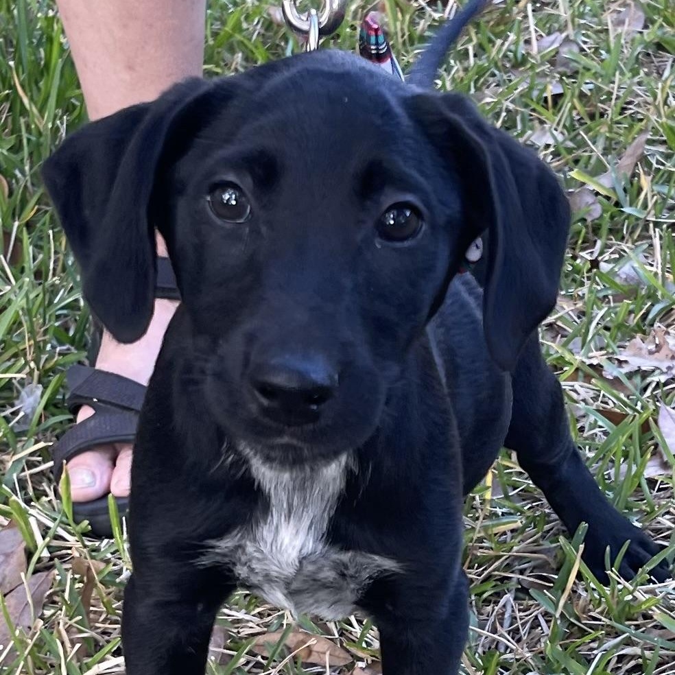 Enlarge Jedi, a Adoptable mixed breed in Bellaire, TX image 6/6