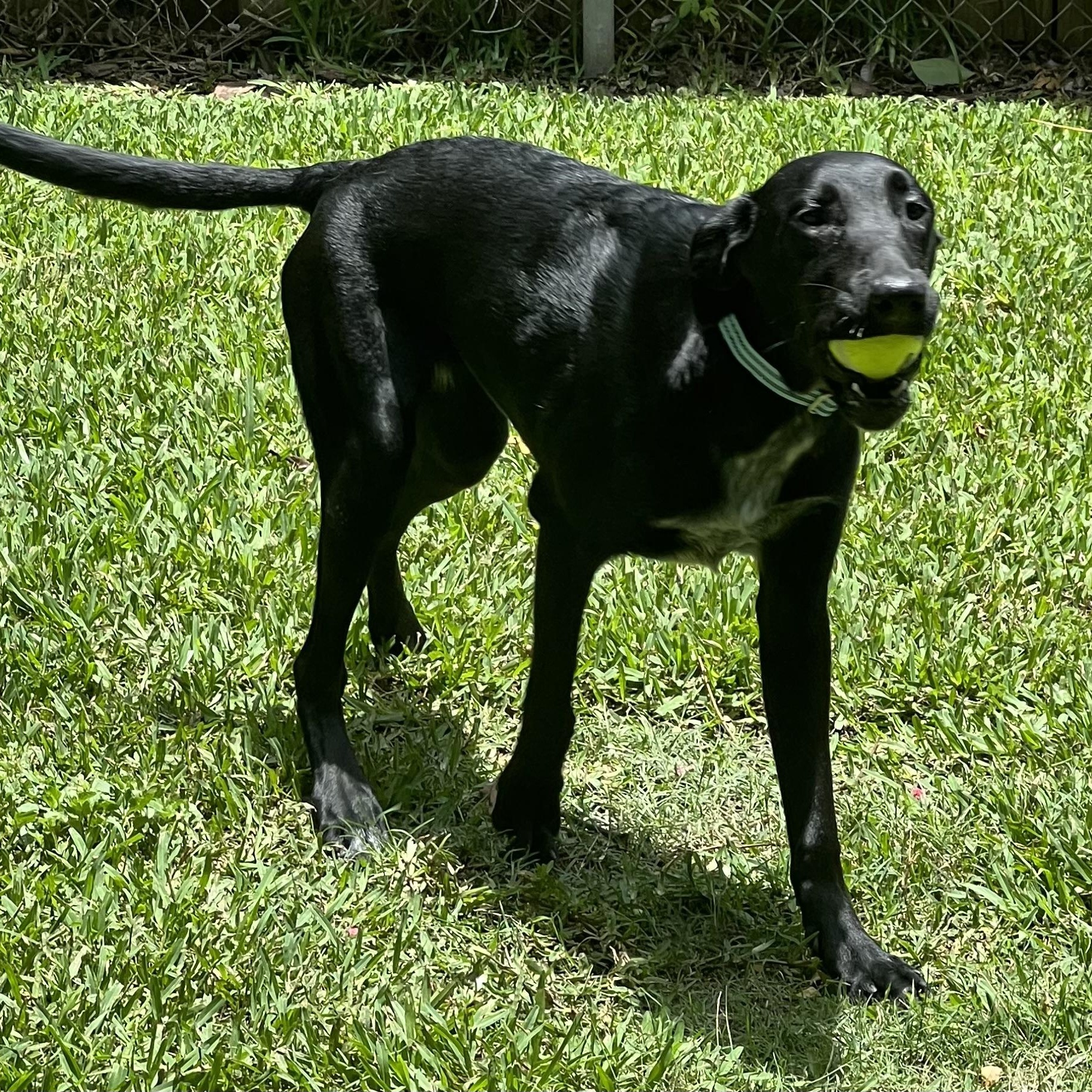 Enlarge Jedi, a Adoptable mixed breed in Bellaire, TX image 2/6