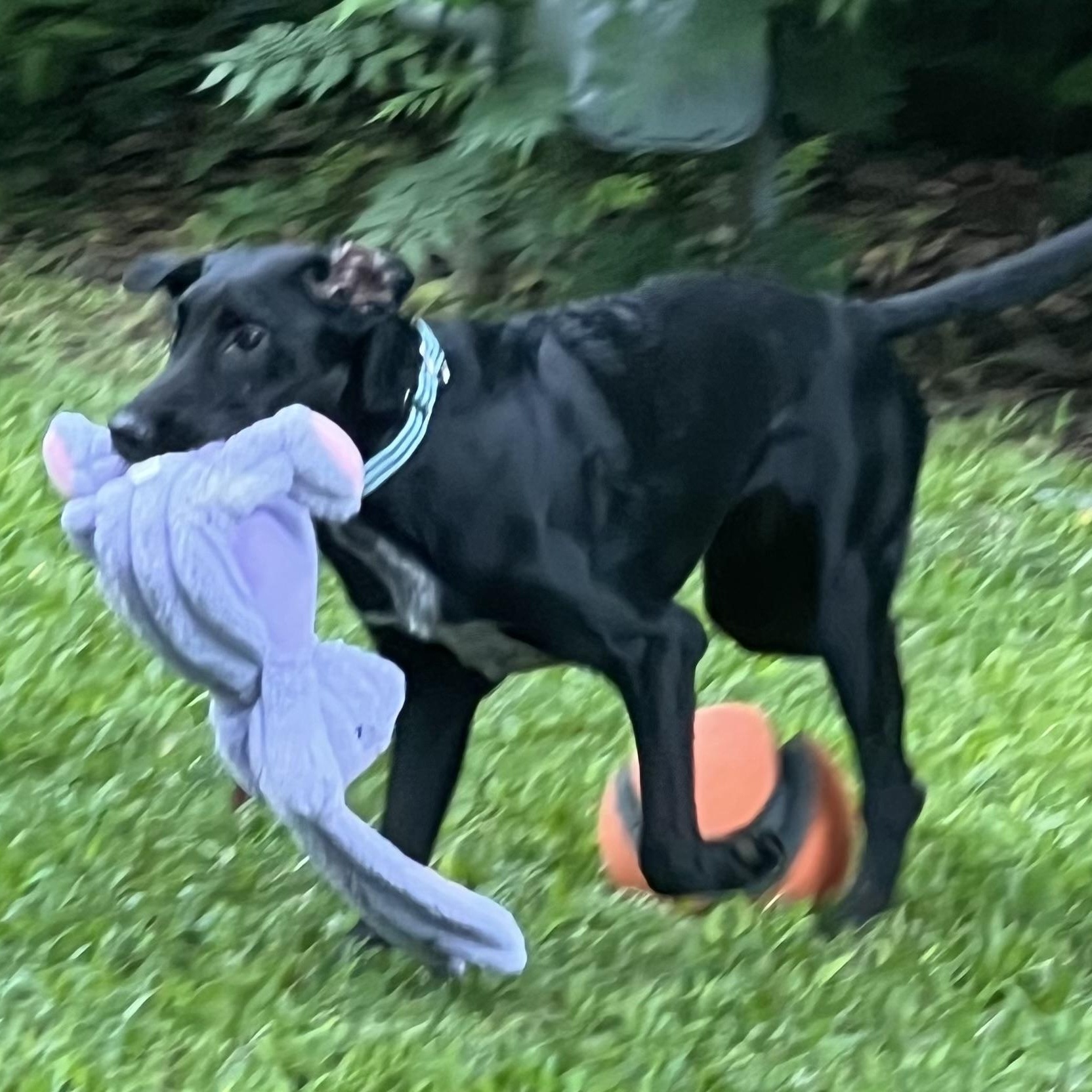 Enlarge Jedi, a Adoptable mixed breed in Bellaire, TX image 5/6