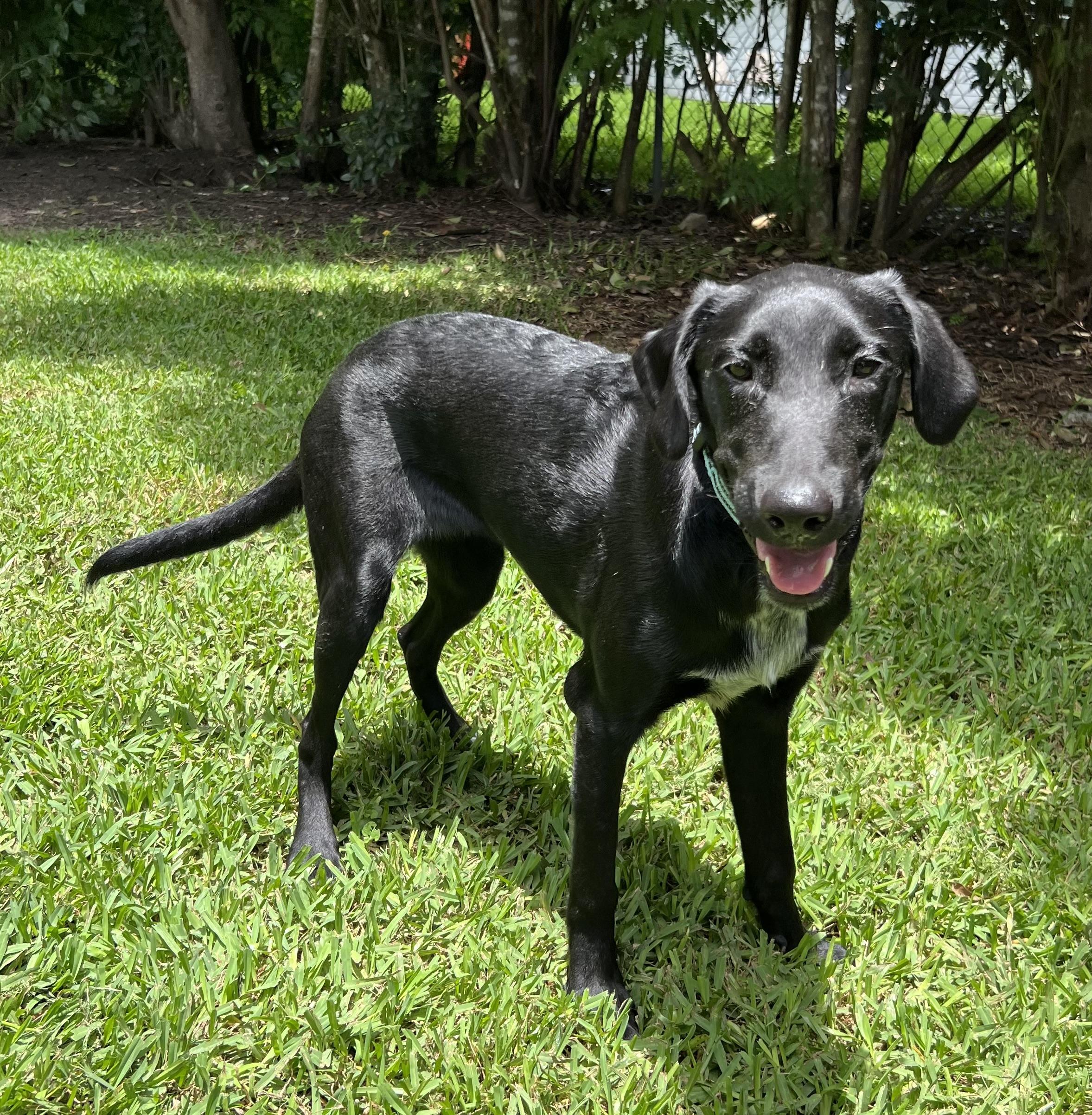 Enlarge Jedi, a Adoptable mixed breed in Bellaire, TX image 4/6