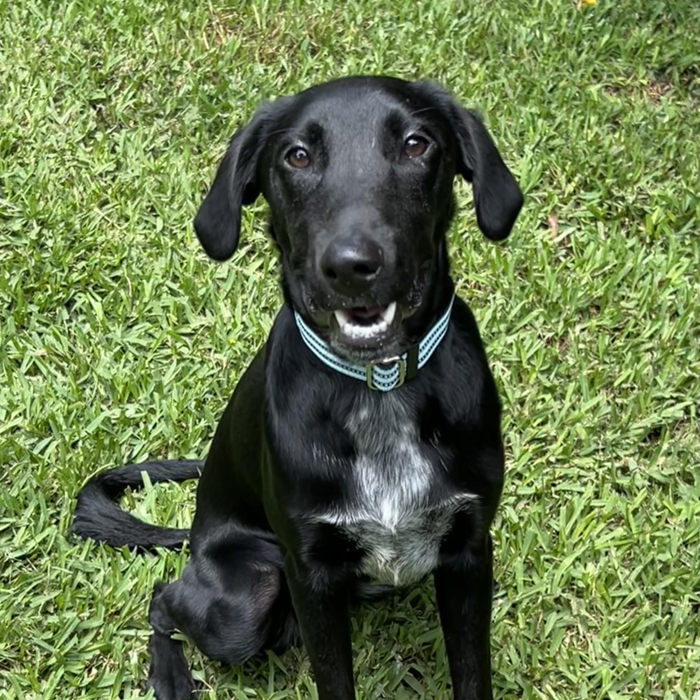 Enlarge Jedi, a Adoptable mixed breed in Bellaire, TX image 3/6