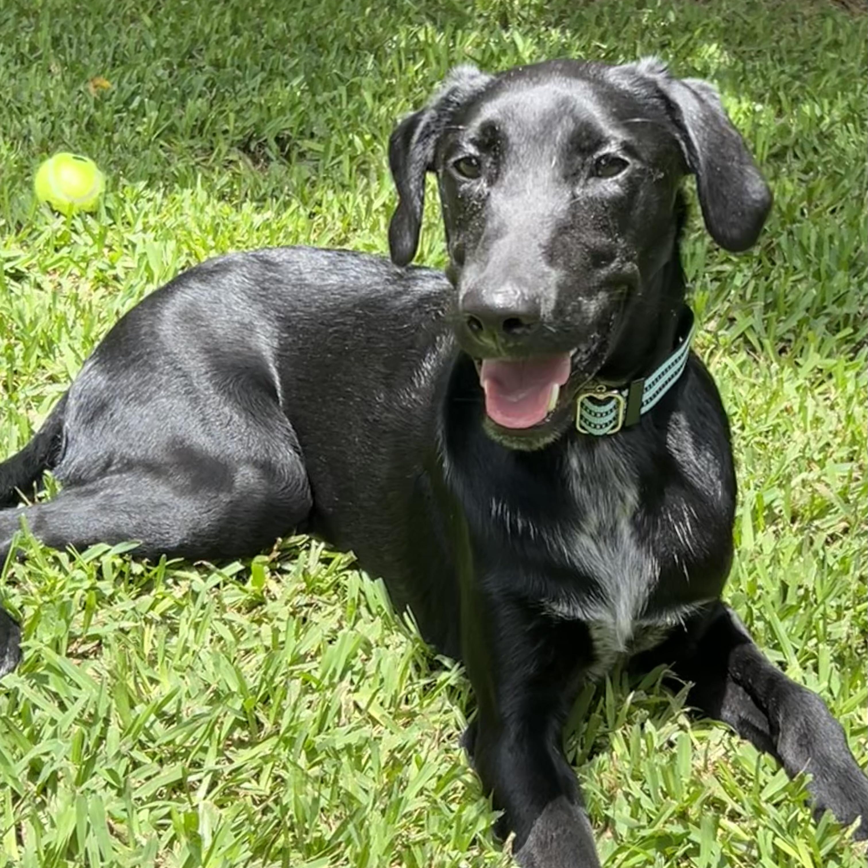 Enlarge Jedi, a Adoptable mixed breed in Bellaire, TX image 1/6