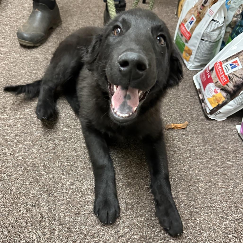 Bea C-34476, Adoptable, Puppy Female Black Labrador Retriever.