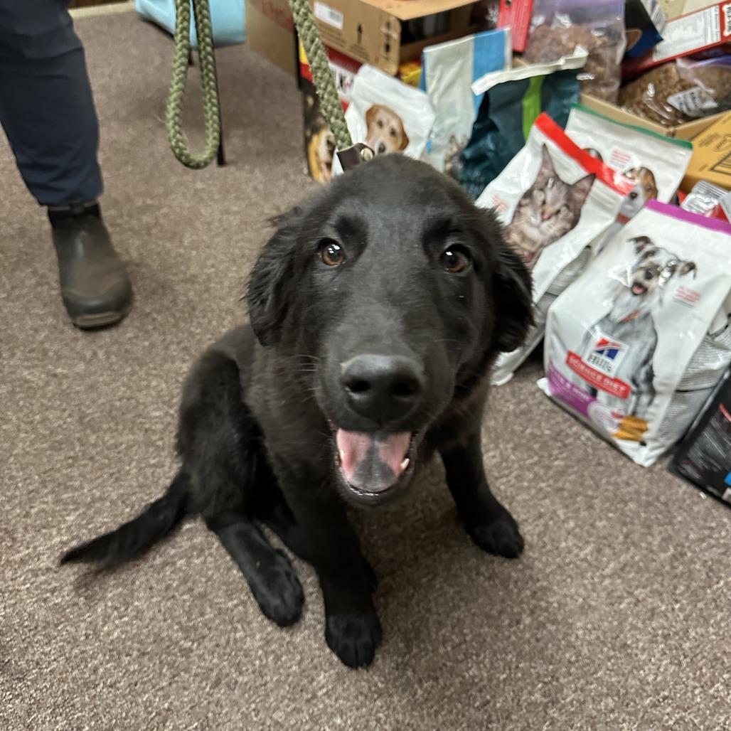 Enlarge Bea C-34476, a Adoptable mixed breed in Oklahoma City, OK image 2/4