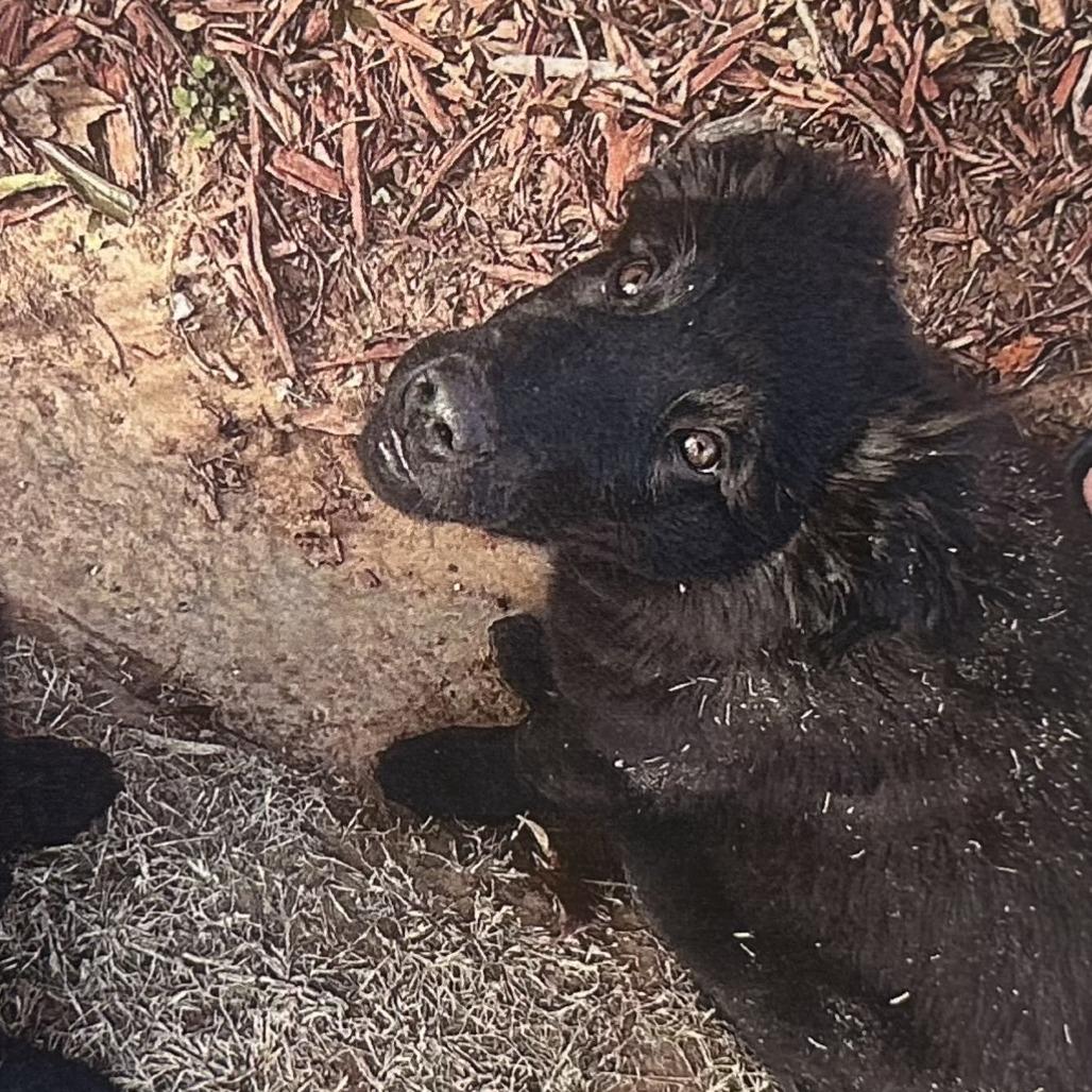 Enlarge Bea C-34476, a Adoptable mixed breed in Oklahoma City, OK image 1/1