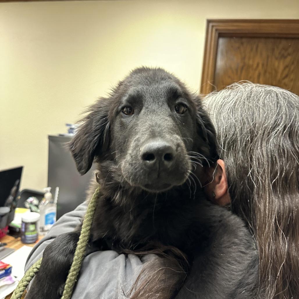 Enlarge Bea C-34476, a Adoptable mixed breed in Oklahoma City, OK image 4/4