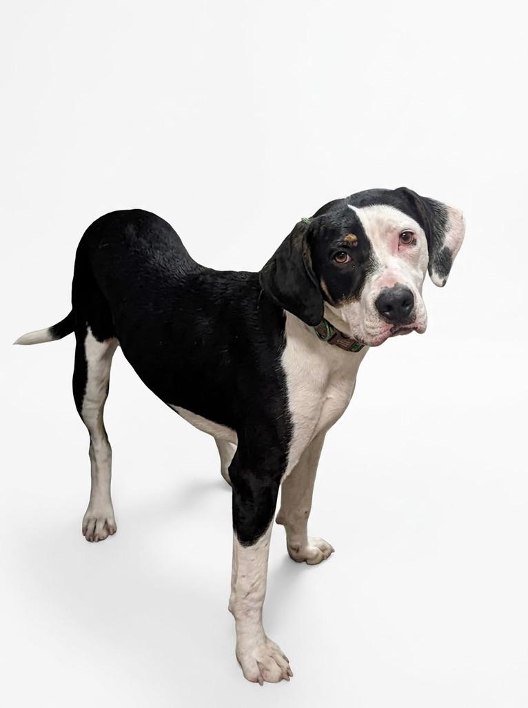 Joe, Adoptable, Young Male Hound.
