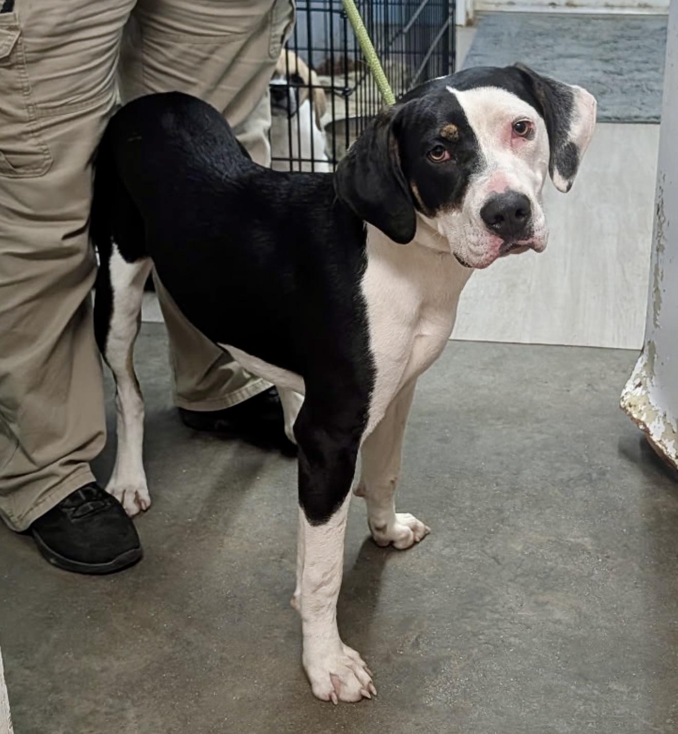 Enlarge Joe, a Adoptable mixed breed in Petersburg, VA image 1/1