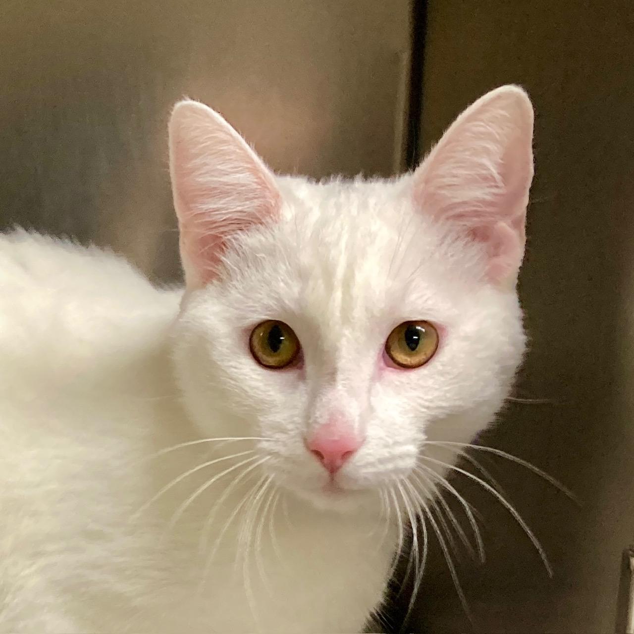 Baymax, adoptable, Young Male Domestic Short Hair.