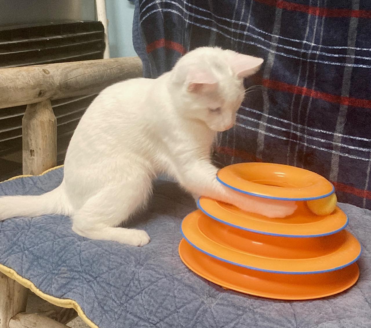 Enlarge Baymax, an adoptable mixed breed in Camp Pendleton, CA image 3/6