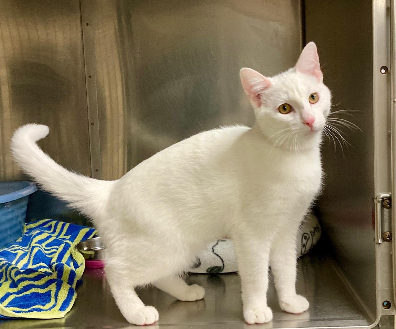 Enlarge Baymax, an adoptable mixed breed in Camp Pendleton, CA image 2/6