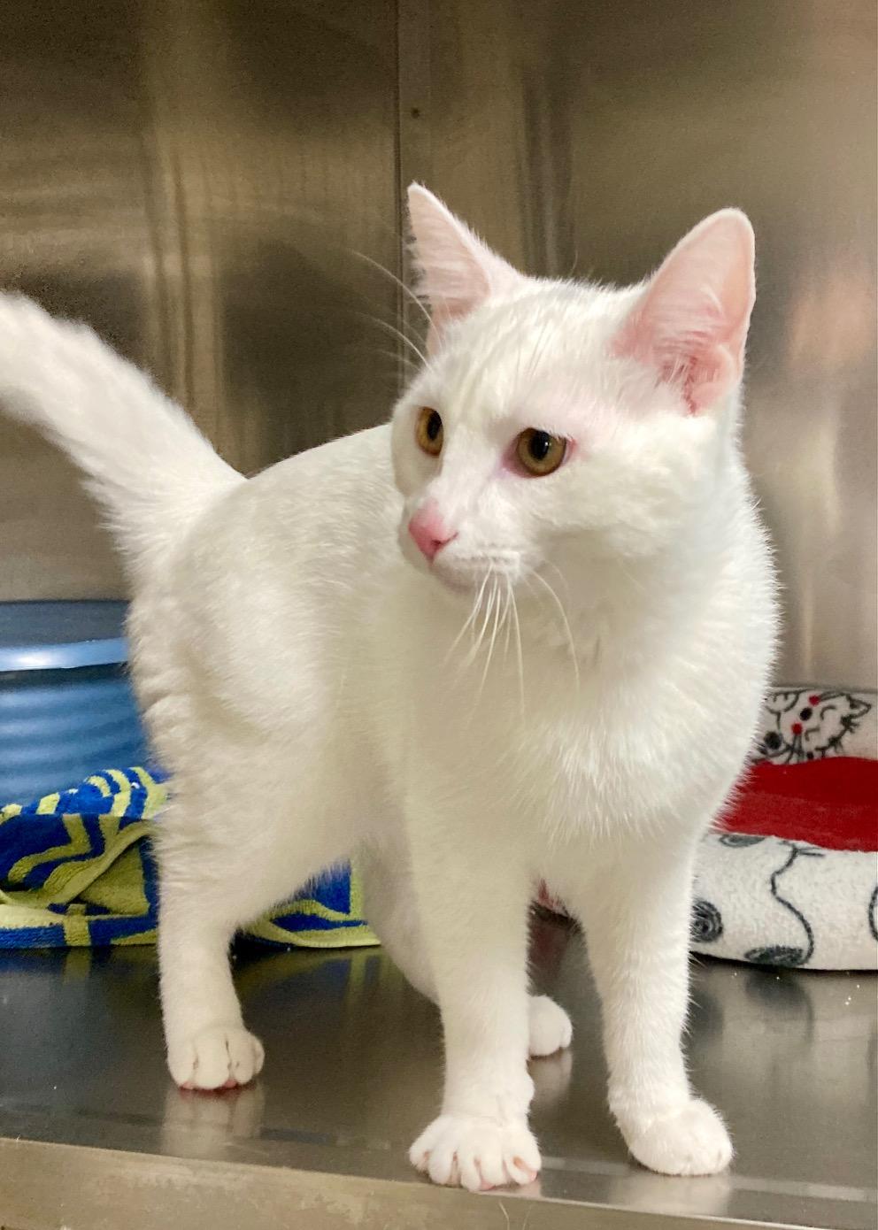 Enlarge Baymax, an adoptable mixed breed in Camp Pendleton, CA image 4/6