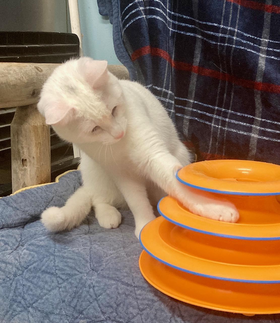 Enlarge Baymax, an adoptable mixed breed in Camp Pendleton, CA image 6/6