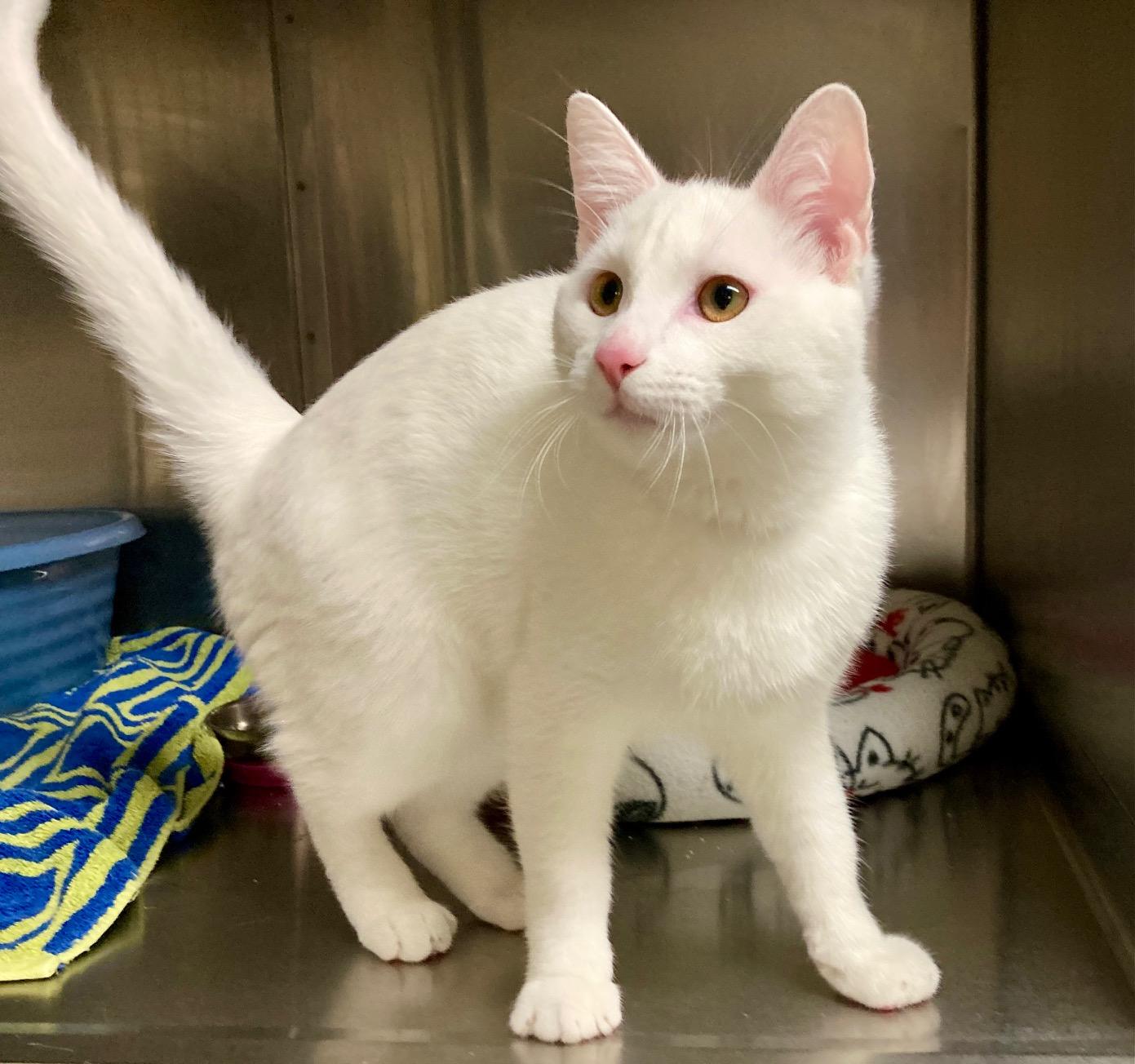 Enlarge Baymax, an adoptable mixed breed in Camp Pendleton, CA image 5/6