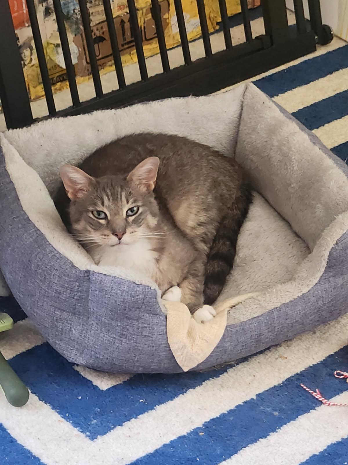 Earl Gray, ADOPTABLE, Adult Male Tabby.