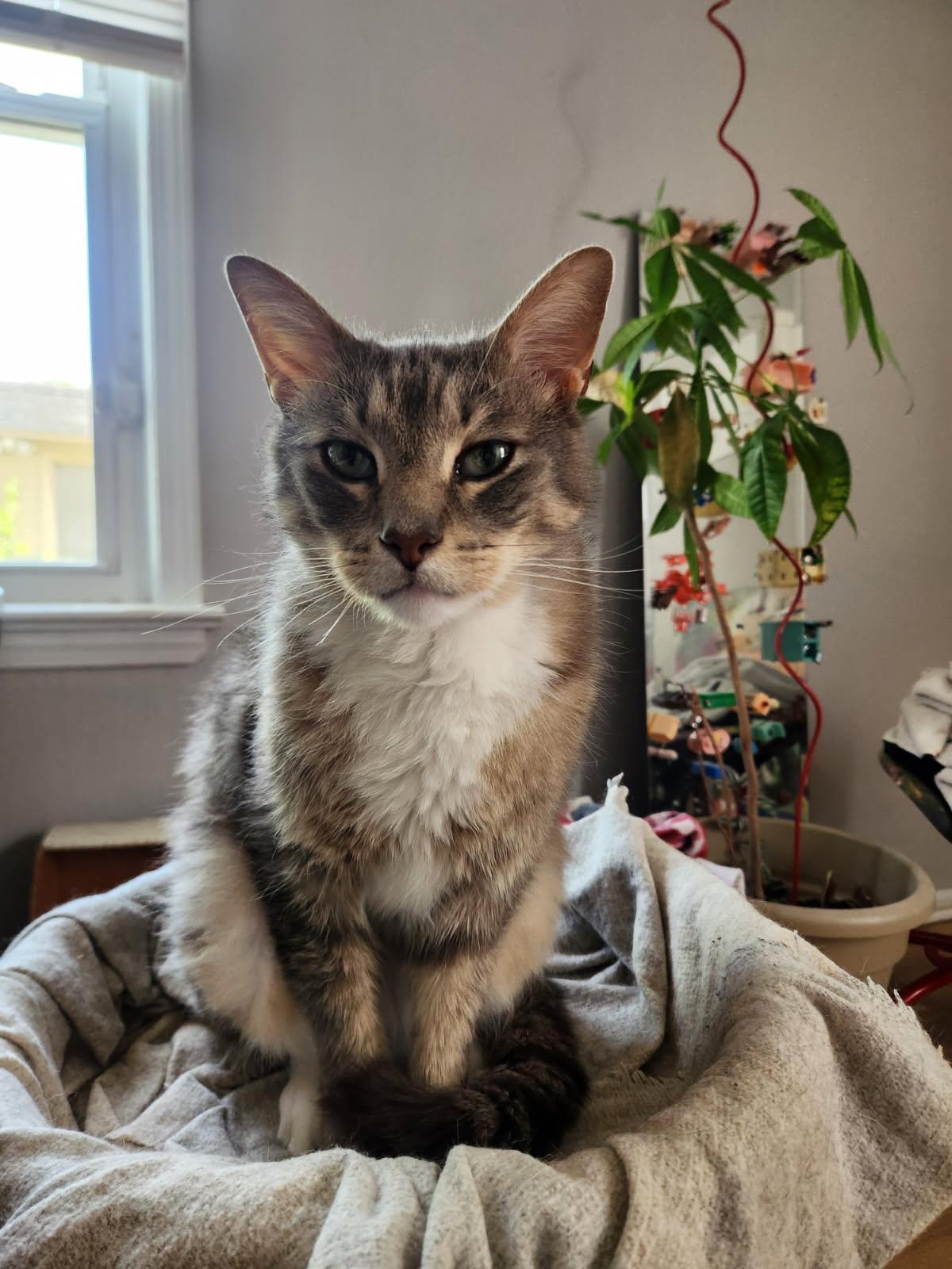 Enlarge Earl Gray, a ADOPTABLE Tabby in Independence, OH image 2/4