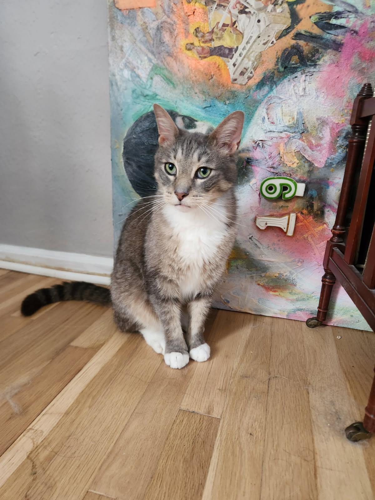 Enlarge Earl Gray, a ADOPTABLE Tabby in Independence, OH image 3/4