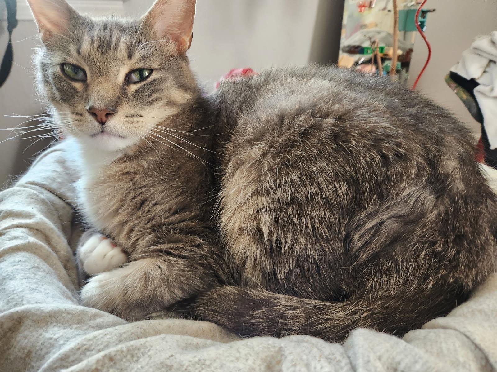 Enlarge Earl Gray, a ADOPTABLE Tabby in Independence, OH image 4/4
